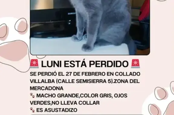 Búsqueda de mascotas, foto: ¡Gato Perdido en Collado Villalba: Luni!
