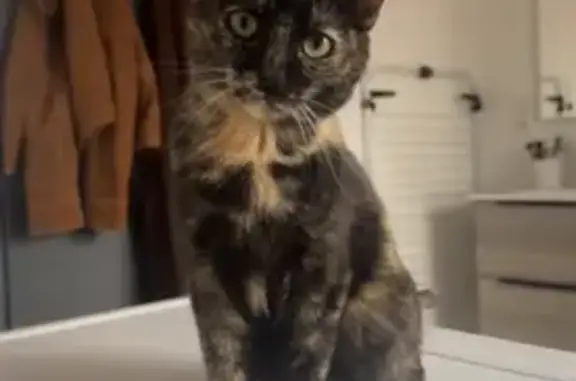 Animaux perdus Valentigney, photo: Chatte écaille perdue, 5-7 mois, Valentigney