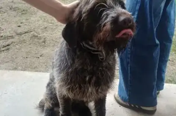 Chien trouvé Nouvelle-Aquitaine, photo: Chien trouvé quartier Pontet, Ambarès