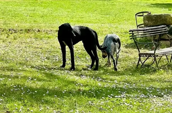 Animaux trouvés Saignon, photo: Deux chiens de chasse trouvés à Saignon