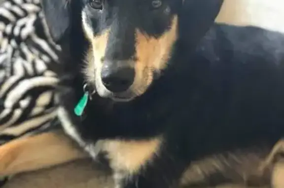 Lost Farm Dog: Black & Brown Mix, Hawesville