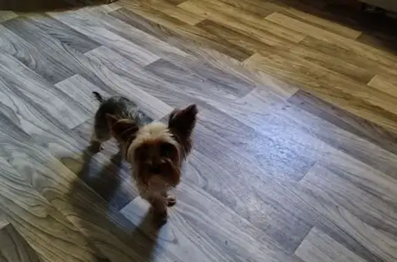 Missing dog Michigan Center, photo: Lost Dog in Potterville: Help Find Him!