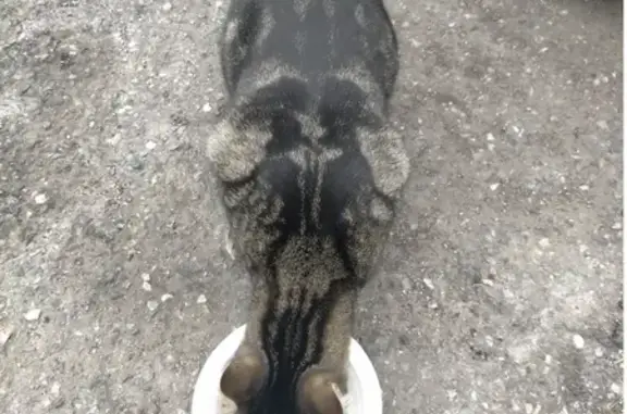 Animaux trouvés Aix-en-Provence, photo: Chat tigré jeune perdu à Aix-en-Provence