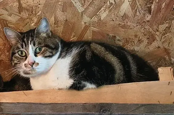Chat tigré marron/noir perdu à Canéjan - photo