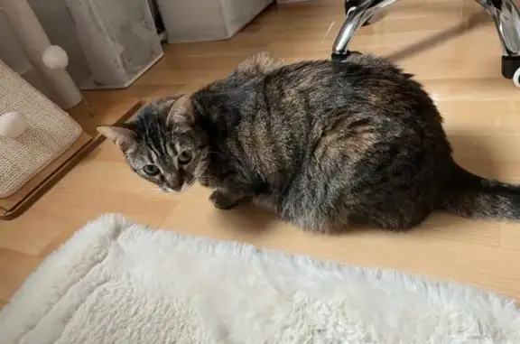 Chat perdu, Brignais, photo: Chat tigré perdu à Brignais