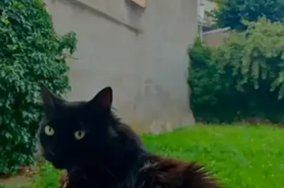 Chatte noire craintive perdue à Nancy - photo