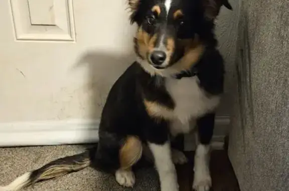 Lost Mini Aussie/Shepherd in Paducah