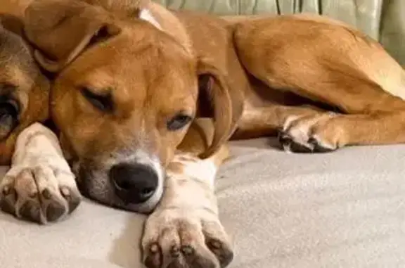 Animaux trouvés , photo: Jeune chien malinois trouvé à Vierzon