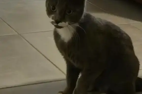 Animaux trouvés Moutiers-les-Mauxfaits, photo: Chaton câlin trouvé à Moutiers-les-Mauxfaits