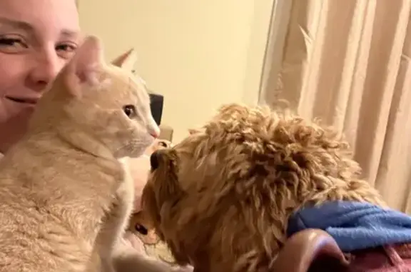 Missing cat Idaho Falls, photo: Lost Cat: Windrow Circle, Idaho Falls