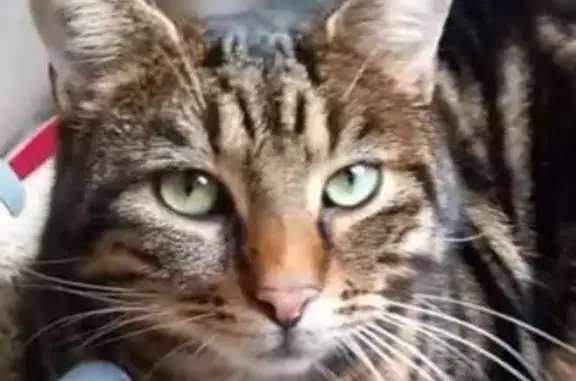 Chat mâle perdu, yeux verts, Herblay - photo