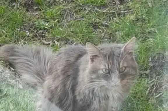 Chat trouvé , photo: Maine coon errant au camping de Gouvieux