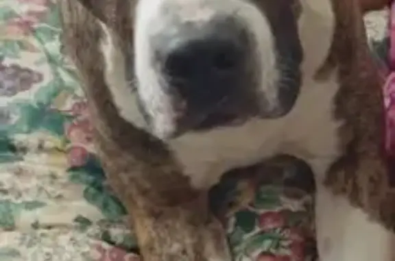 Missing Brindle Dog: Call 317-991-8160