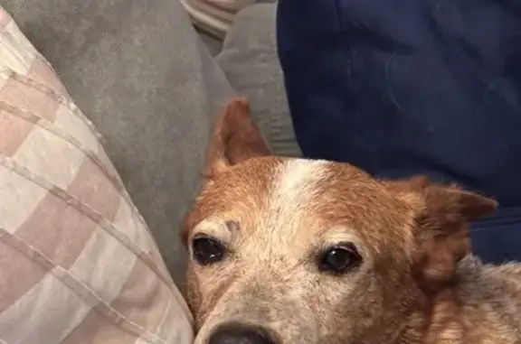 Found dog Colorado City, photo: Sweet Senior Red Heeler Found in Parker