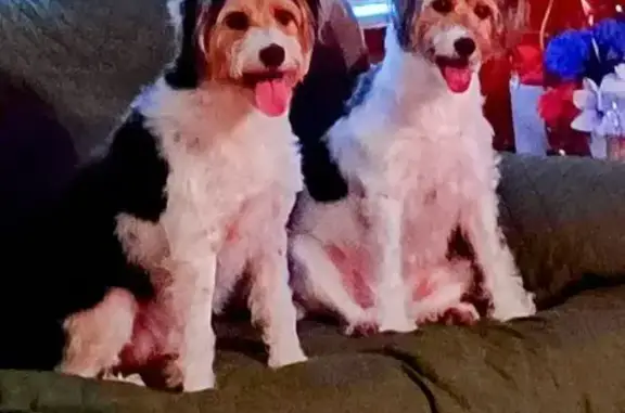 Missing dog Orlando, photo: Lost Black & White Terrier in Orlando Area
