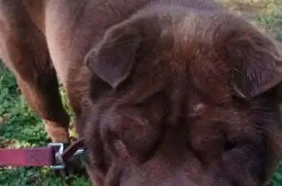 Animaux perdus La Barthe-de-Neste, photo: Chien volé : Shar Pei chocolat à retrouver