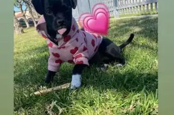 Lost Dog: Black with White Paws, San Bernardino