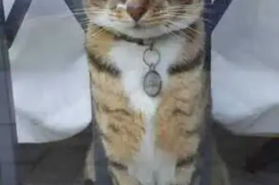 Lost Cat: Pink Collar, Ranelagh St, Bellville