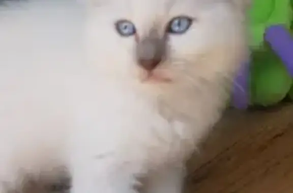 Chat trouvé , photo: Chat lilac perdu, né mai 2020, contactez-moi