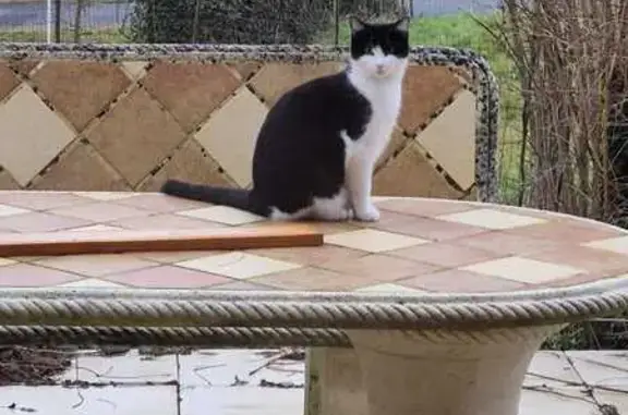 Chat perdu, , photo: Mila, chatte blanche/noire perdue à Durdat