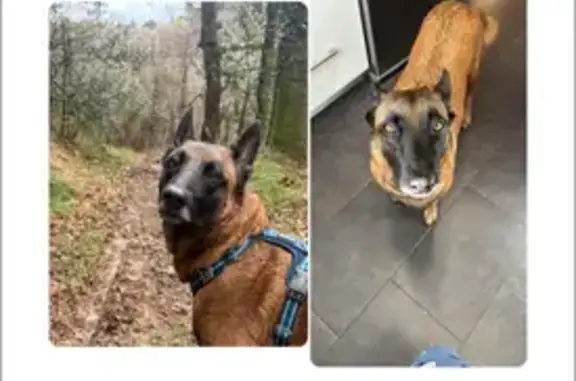 Perro Malinois Perdido: Kai en Izarra