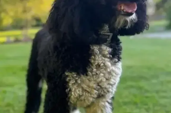 Animaux perdus Laval, photo: Caniche noir et blanc perdu à Laval