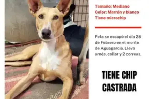 Perra Podenca Marrón Perdida en Agua García