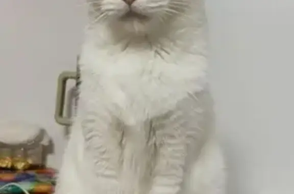 Gato Perdido: Blanco con Cola Negra en Picassent