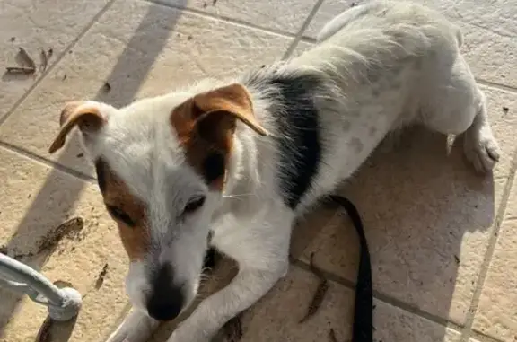 Animaux trouvés Puymoyen, photo: Jack Russel trouvé à Puymoyen