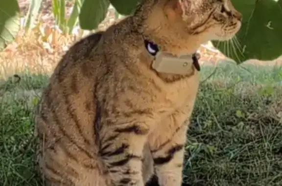 Chat tigré disparu à Lessard-et-le-Chêne - photo