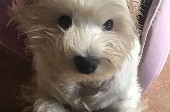Chien perdu Labenne, photo : Petite chienne blanche perdue à Labenne