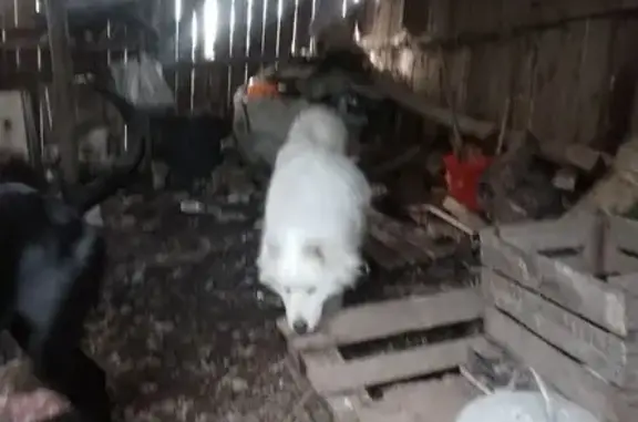 Chien trouvé Guémené-Penfao, photo: Chienne blanche sociable trouvée à Guémené