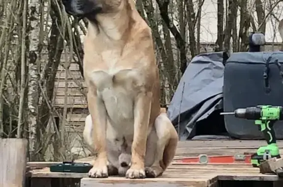 Chien perdu marron/noir à Pressigny - photo
