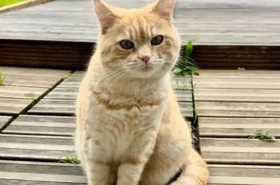 Animaux perdus Certines, photo: Chat Iris perdu le 26/02 à Certines