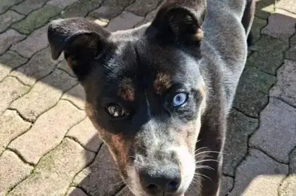 Animaux trouvés , photo: Chienne tricolore trouvée à Chazé-sur-Argos