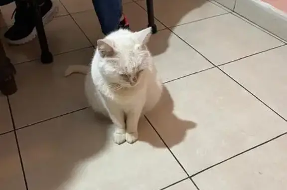 Animales perdidos , foto: Gatita Blanca Perdida en Emperadores Aztecas