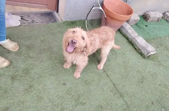 Chien perdu , photo : Chiens disparus à Égliseneuve-près-Billom