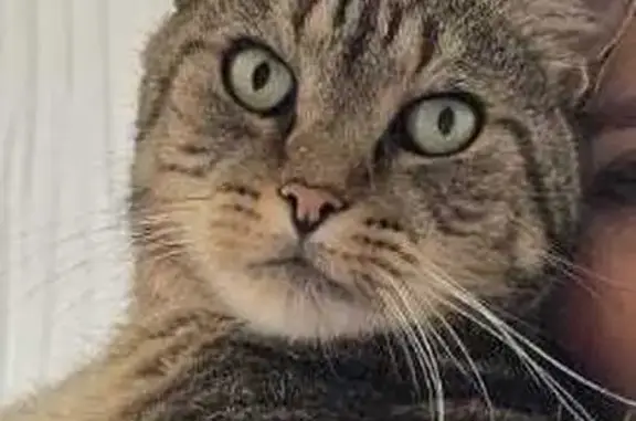 Chat perdu, Le Plessis-Trévise, photo: Chat tigré Pepsi perdu, pucé, craintif