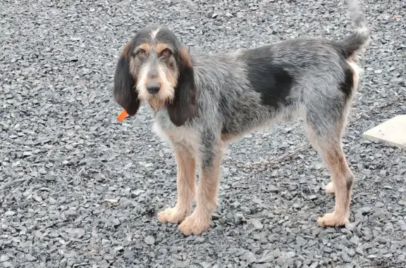 Chien perdu , photo : Chiens Griffon et Fauve perdus, Égliseneuve