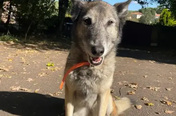 Chien perdu à Saint-Benoît : Laika, collier fluo - photo