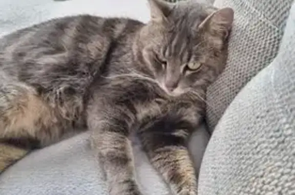 Chat perdu : Aslan, gris tigre, Lentilly - photo