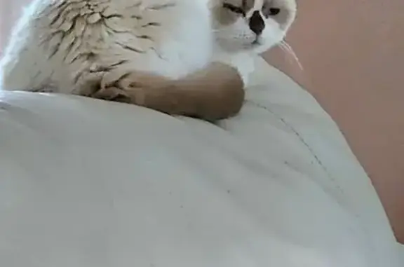 Chat British shorthaïr perdu à Savenay - photo