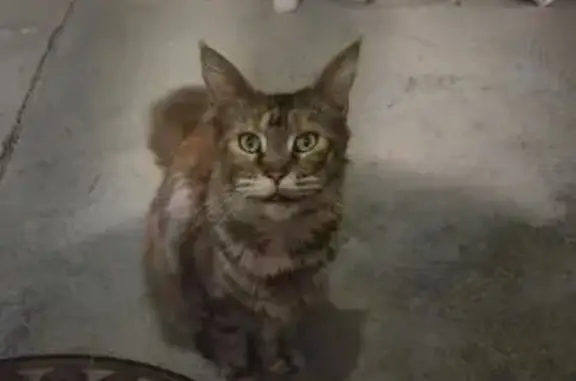 Animaux trouvés Cagnes-sur-Mer, photo: Chat Maine Coon trouvé près musée Renoir