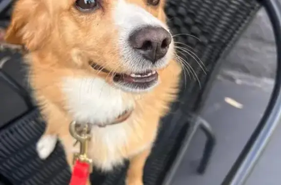 Lost Dog: Contact Info on Collar