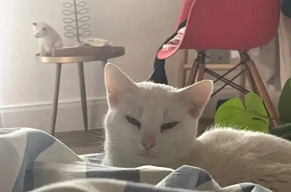 Chat perdu, Paris, photo: Perdu chat femme, Puyloubier, Provence-Alpes-Côte d'Azur - blanche pucée