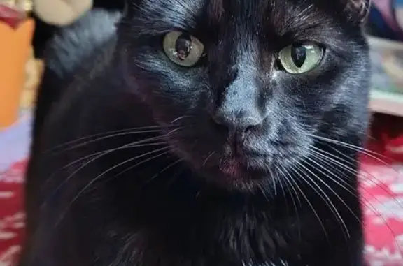 Chatte noire Xena disparue à Saint-Hippolyte - photo