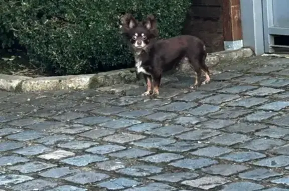 Chien trouvé Lompret, photo: Chihuahua marron trouvé à Lompret