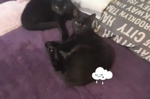 Missing cat Roodepoort, photo: Lost Blackish Cat: Skittish, White Patch