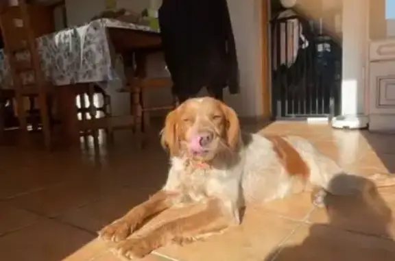 Animaux perdus Roaix, photo: Chiens disparus: Rex et Tina à Roaix