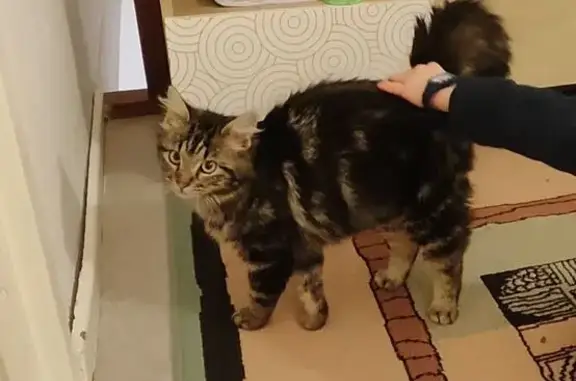 Jeune chatte tigrée perdue à Saint-Hilaire - photo